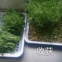 无土栽培豌豆苗的做法图解7