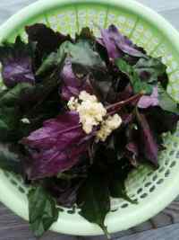 蚝油紫贝菜的做法步骤1