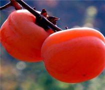 【柿子和桔子能一起吃吗】柿子和桔子的营养价值_柿子和桔子的食用方