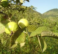 【番石榴叶】番石榴叶的功效与作用_番石榴叶茶