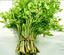 【野芹菜的功效与作用】野芹菜的营养价值_野芹菜怎么做好吃